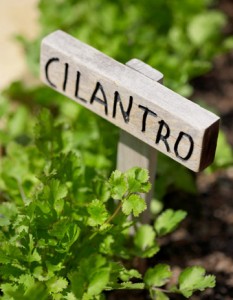 Cilantro-for-drinks-lg-49098995-233x300