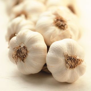 Garlic_310_0